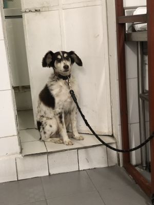 Cute dog that hangs out there  at Sarumino in Mexico City