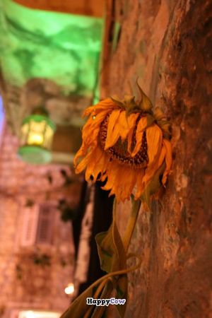  at Green House in Hvar