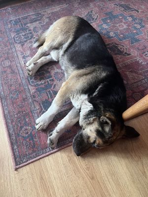   at Stricha in Tbilisi