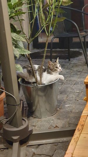 Cat!!! at Stricha in Tbilisi