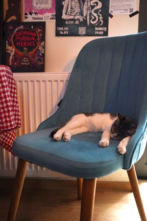 Cat indoors. at Stricha in Tbilisi