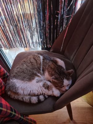 Cutest cat!!! ❤ stays warm inside when its cold outside at Stricha in Tbilisi