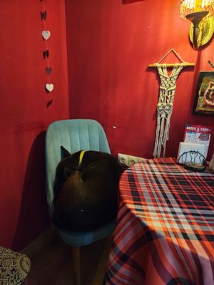 Doggie resting 🫶🏼 at Stricha in Tbilisi