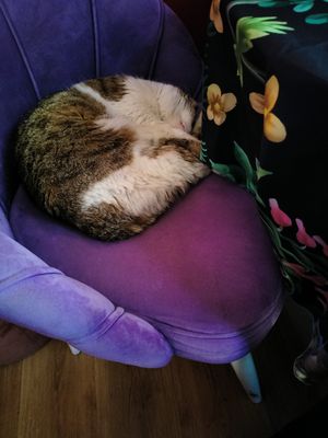 SO CUTE - accepts cat treats very politely at Stricha in Tbilisi