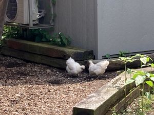 Backyard chickens  at Seed Cafe シードカフェ in Fujinomiya