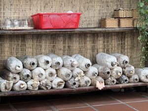 Growing their own mushrooms   at Muro Organic Vegan Restaurant in Nha Trang