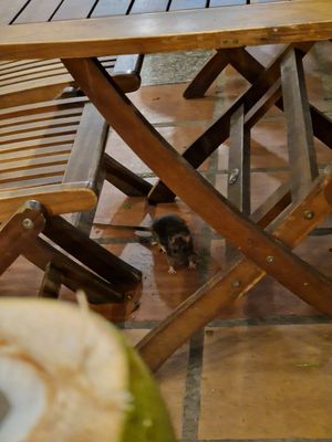  at Muro Organic Vegan Restaurant in Nha Trang