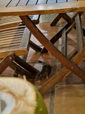  at Muro Organic Vegan Restaurant in Nha Trang