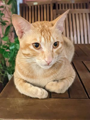  at Muro Organic Vegan Restaurant in Nha Trang