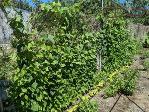  at Muro Organic Vegan Restaurant in Nha Trang