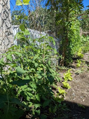  at Muro Organic Vegan Restaurant in Nha Trang