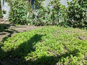  at Muro Organic Vegan Restaurant in Nha Trang