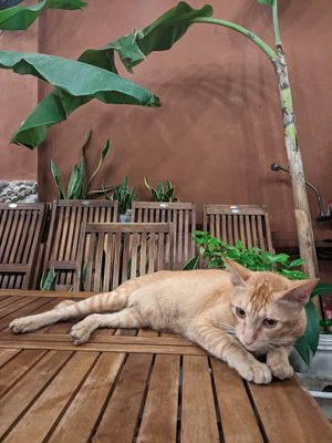  at Muro Organic Vegan Restaurant in Nha Trang