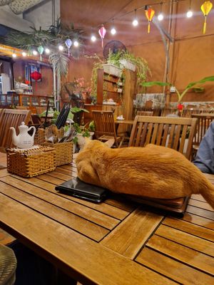 Leo the cat :) at Muro Organic Vegan Restaurant in Nha Trang