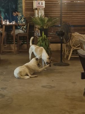 Lovely dogs at Cafe Osa Goa in Morjim