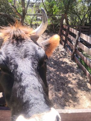 Asking to be petted at Ahimsa Alimentación Consciente in Jaureguiberry