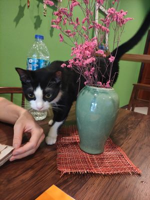 Cat at Grow Vegan in Koh Samui