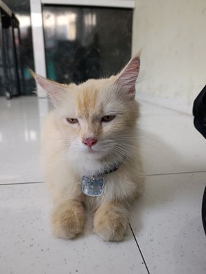  at Vegan Way Cafe in Probolinggo