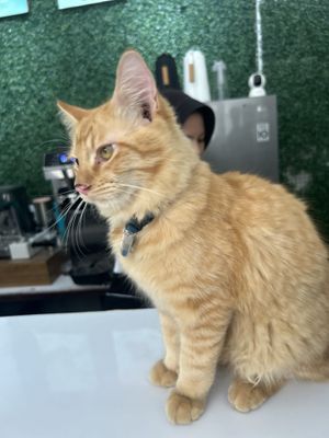 Adorable friendly cat  at Vegan Way Cafe in Probolinggo