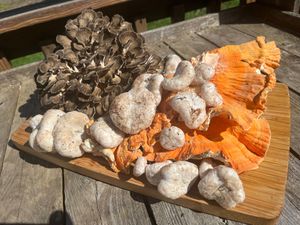 Hen of the woods, chicken of the woods, shrimp of the woods at Union City Farm in Prospect