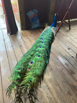 Elvis the peacock at Cape Fear Vineyard & Winery in Elizabethtown