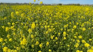 Wild mustard flowers alongside the road to the restaurant.  at Himalaya MoMo in Sacramento
