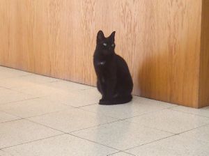 Mizuna (their very friendly and charismatic pet) at Quintal Bioshop in Porto