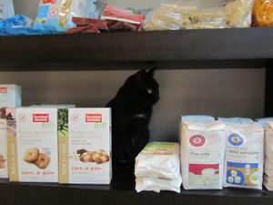Cat in the shelves of the store :-) at Quintal Bioshop in Porto