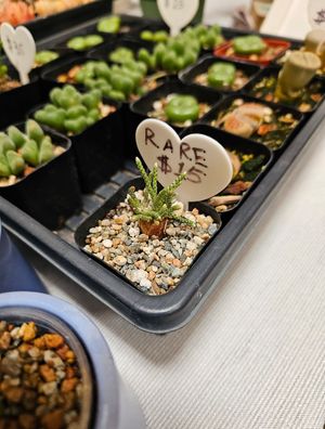 Plants at Hella Plants Market in Oakland