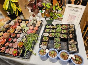 Plants at Hella Plants Market in Oakland