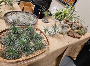 Air plants at Hella Plants Market in Oakland