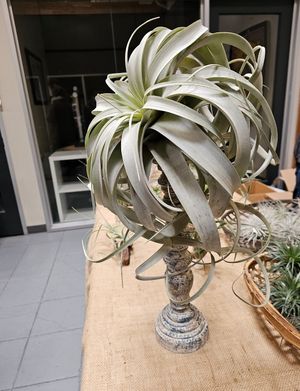 Air plant! at Hella Plants Market in Oakland