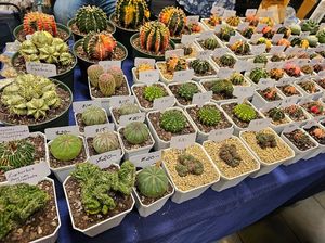 Plants at Hella Plants Market in Oakland