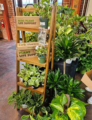 Plants at Hella Plants Market in Oakland