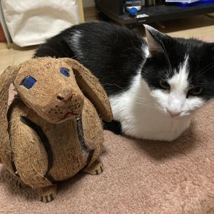 Eli and his new friend, part 1  at Kuma Coco - クマココ ココナッツ専門店 in Kawasaki