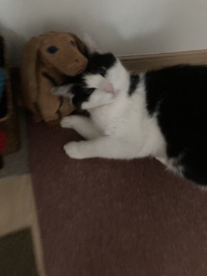 Eli and his new friend, part 2  at Kuma Coco - クマココ ココナッツ専門店 in Kawasaki