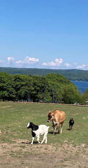 Friends enjoying life at Sweet Farm at Sweet Farm in Himrod