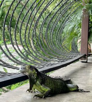 Lizard  at Papaya in Brasilito