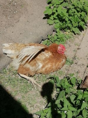  at Stoppels offener Lebenshof in Haunetal