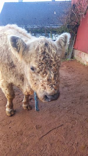 🐮lieschen #Veganuary at Stoppels offener Lebenshof in Haunetal