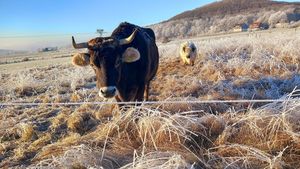 🐮🤎 barny & 🐮🤍jule #Veganuary at Stoppels offener Lebenshof in Haunetal