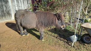 🐴finja #Veganuary at Stoppels offener Lebenshof in Haunetal