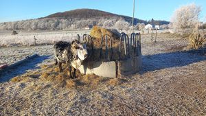 🐮moni #Veganuary at Stoppels offener Lebenshof in Haunetal