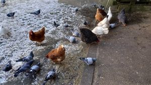 🐔🐔🕊🐔 #Veganuary at Stoppels offener Lebenshof in Haunetal