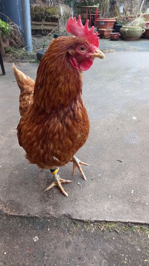 🐔borussia at Stoppels offener Lebenshof in Haunetal