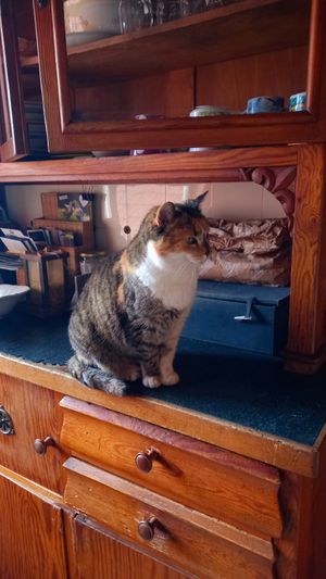 😸maunzi at Stoppels offener Lebenshof in Haunetal