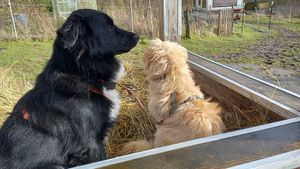 🐶🖤clyde & 🐶🤍bobbie at Stoppels offener Lebenshof in Haunetal