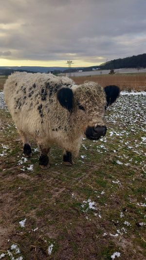 🐮jule at Stoppels offener Lebenshof in Haunetal
