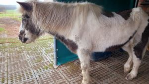 🐎töggi at Stoppels offener Lebenshof in Haunetal