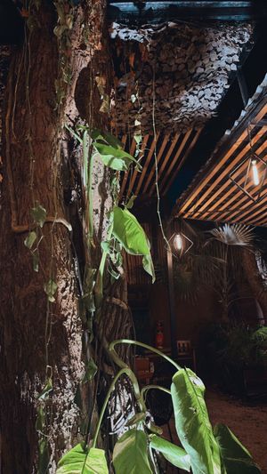   at Pizzeria Manglar in Tulum